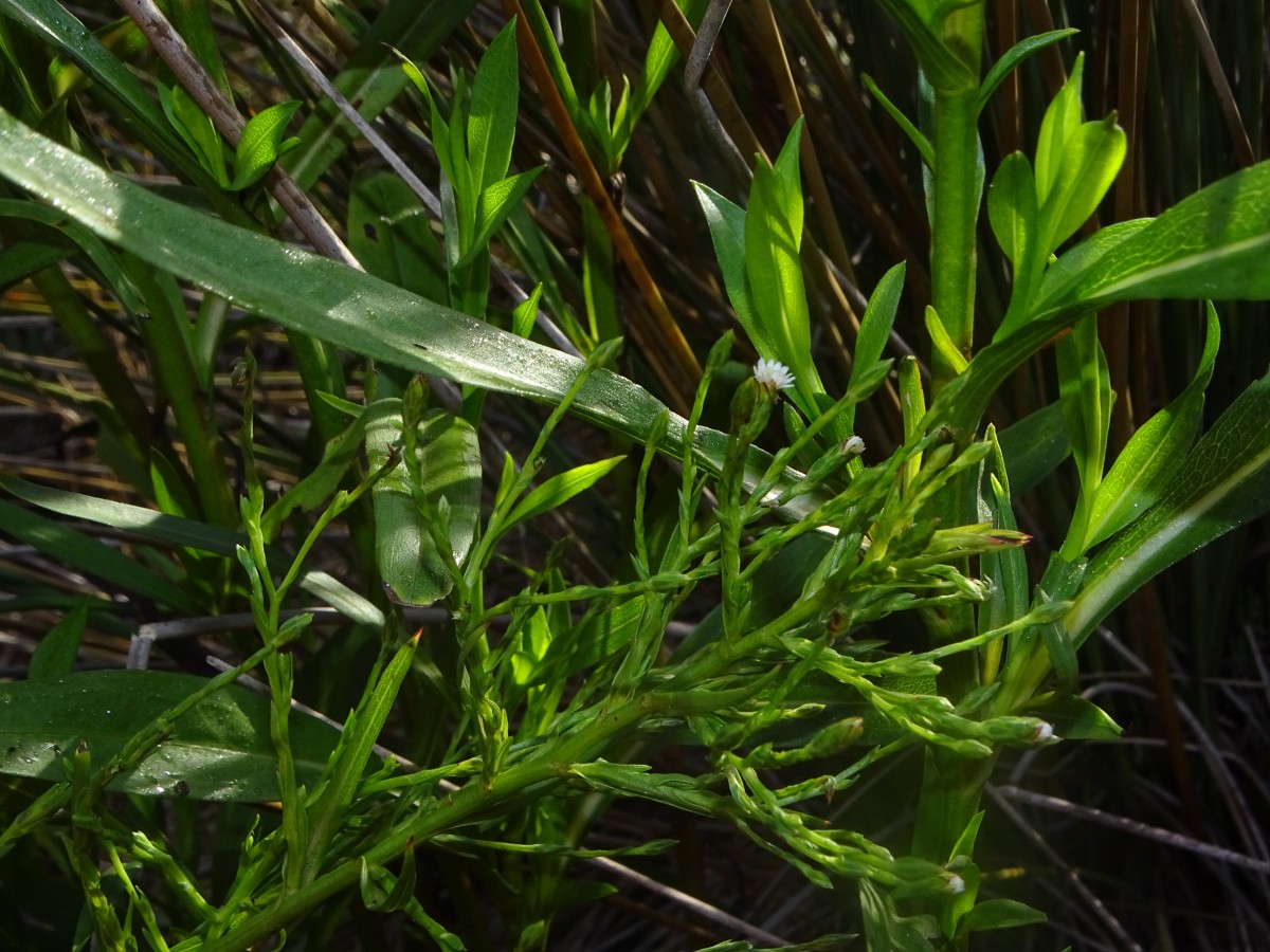 Symphyotrichum subulatum 2.JPG