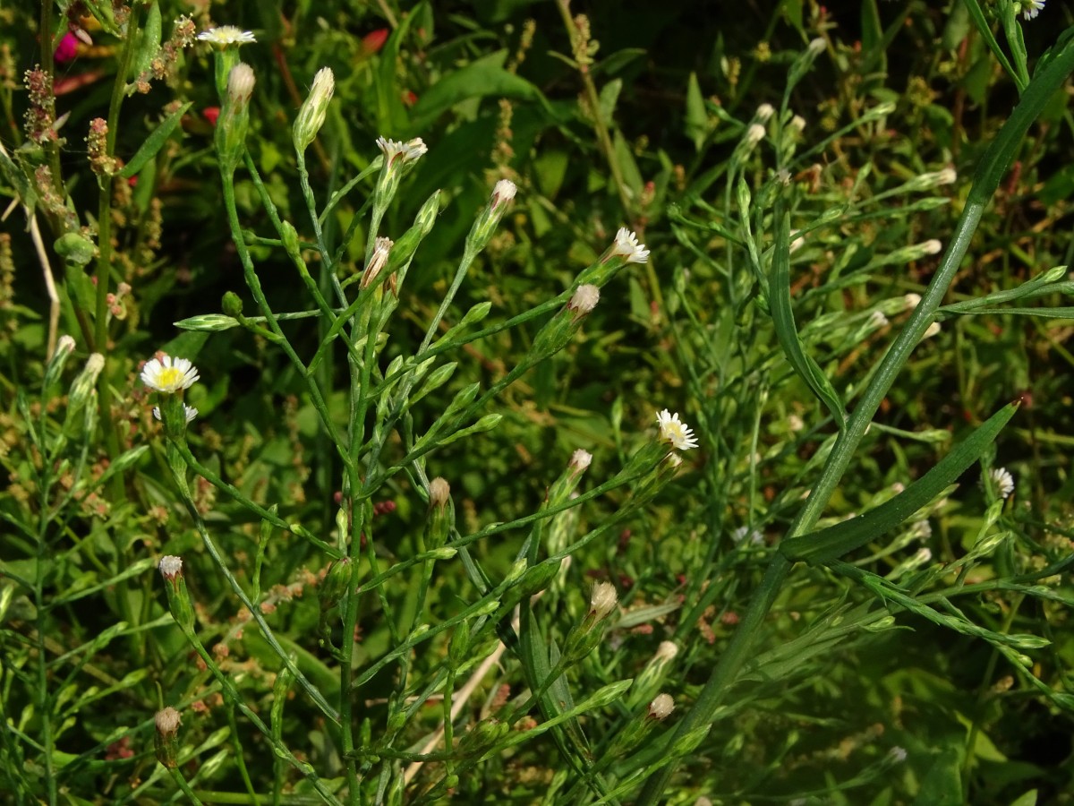 Symphyotrichum subulatum.JPG
