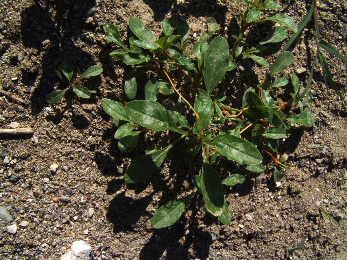 Amaranthus viridis (cf) Rhodos Stegna Bach Hafen R3889-1.jpg