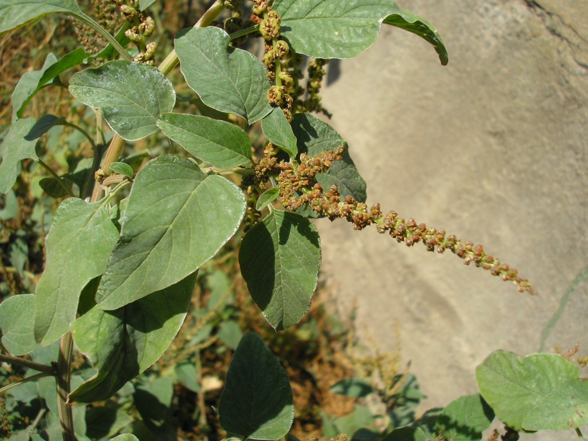 Amaranthus viridis Jule Kruse 2.jpg