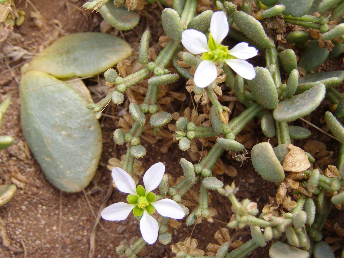 Zygophyllum dumosum.JPG