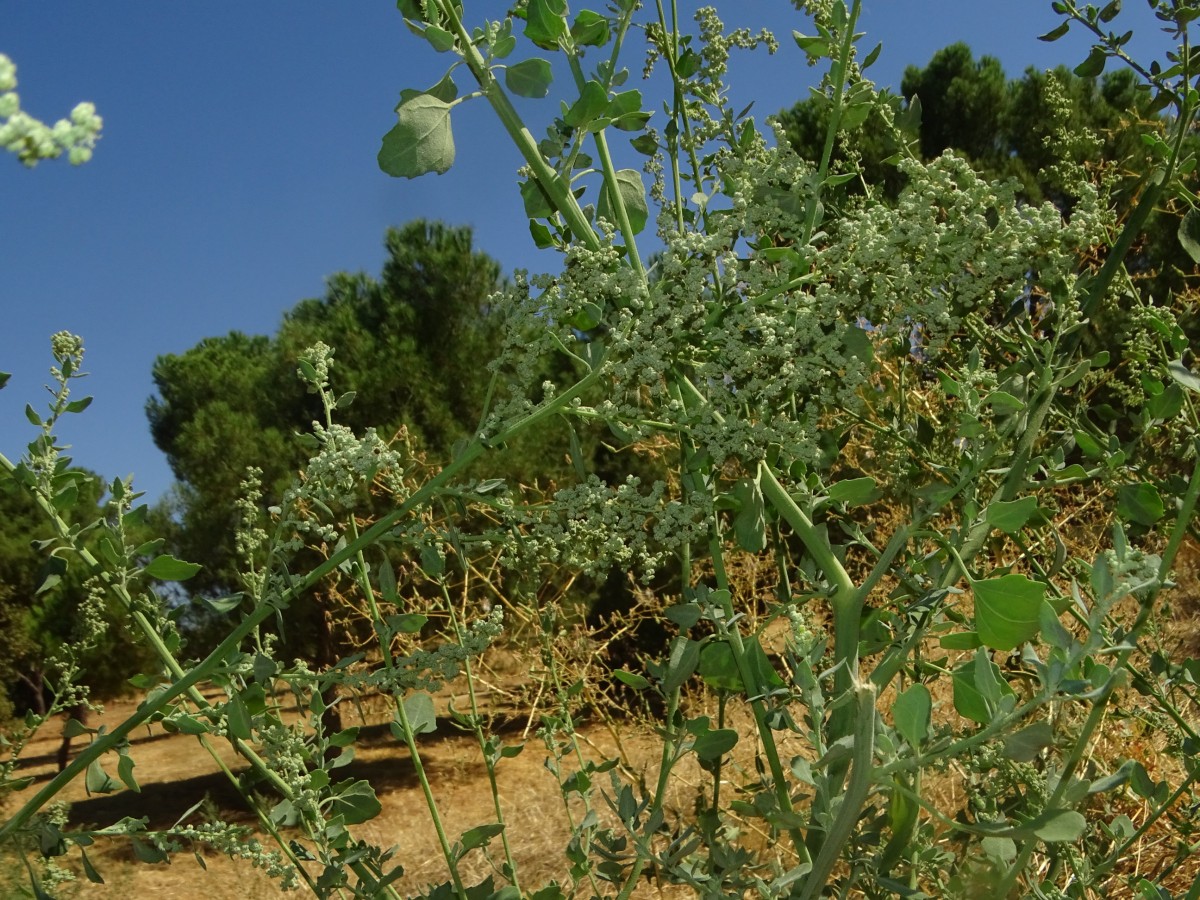 Chenopodium (2).JPG