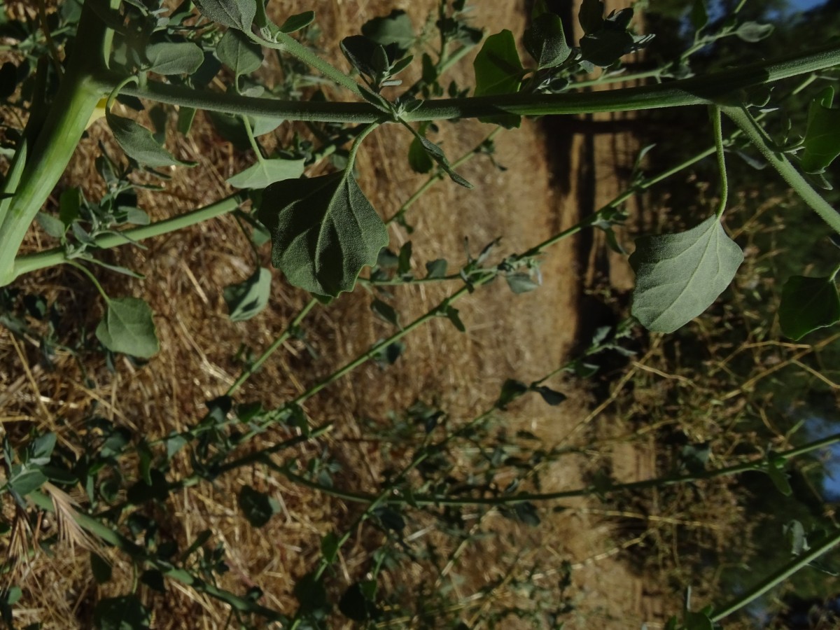 Chenopodium (3).JPG