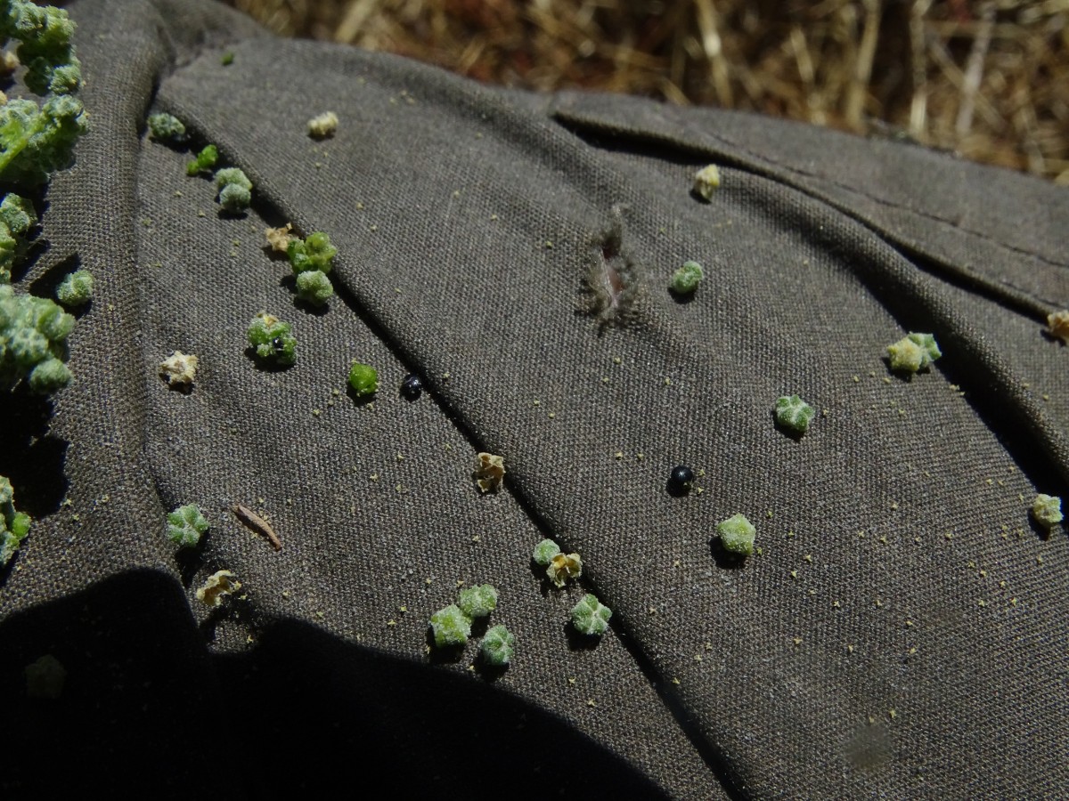 Chenopodium (5).JPG
