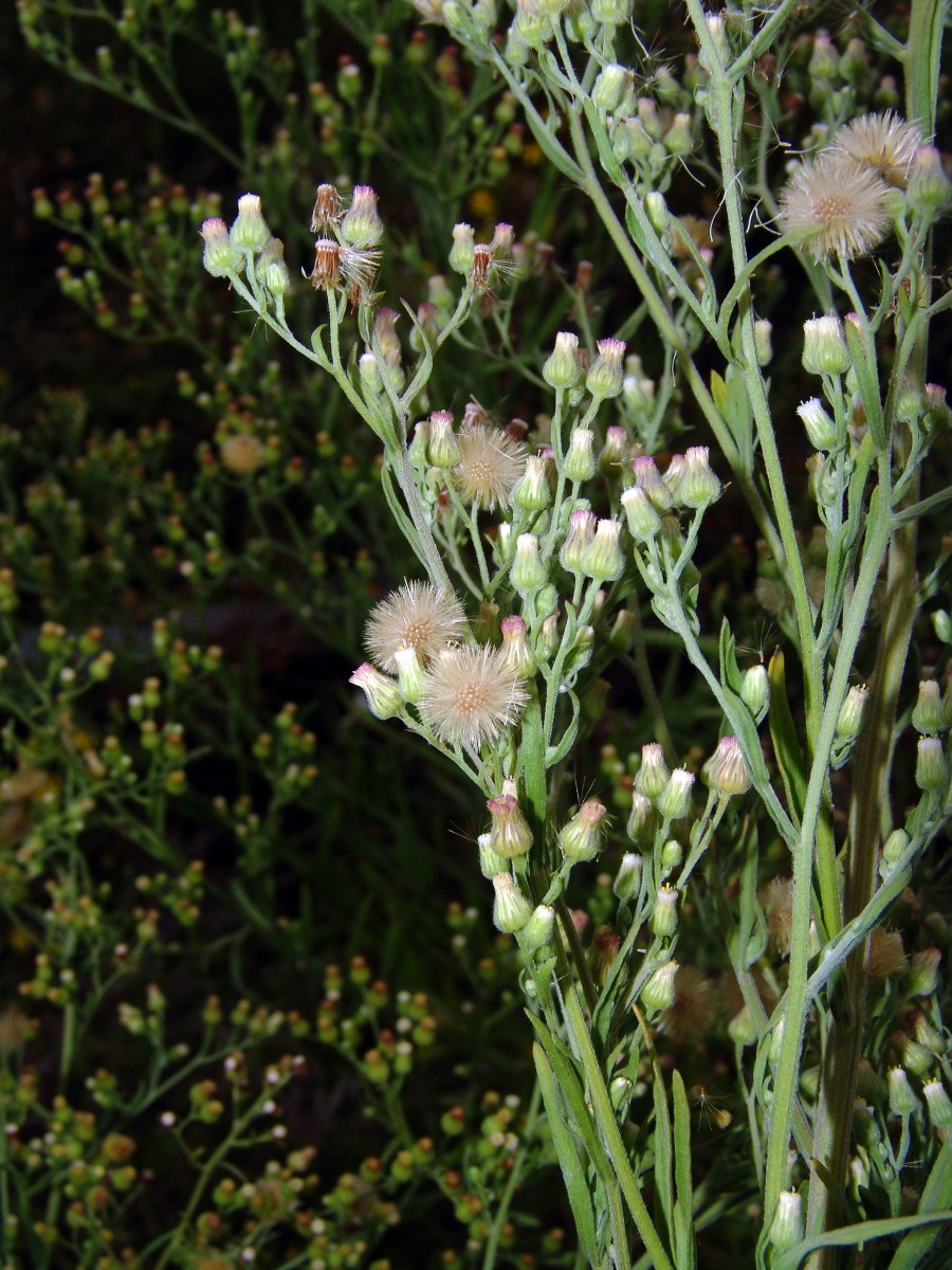 Erigeron sumatrensis Forst Erdbeerhof G4.jpg