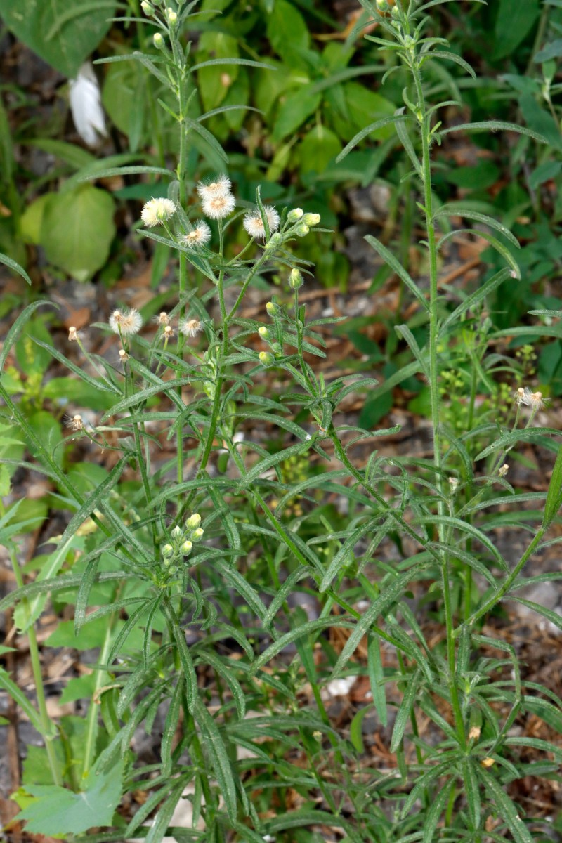 Erigeron bonariensis KA-Westbahnhof Lagerstr A01.jpg
