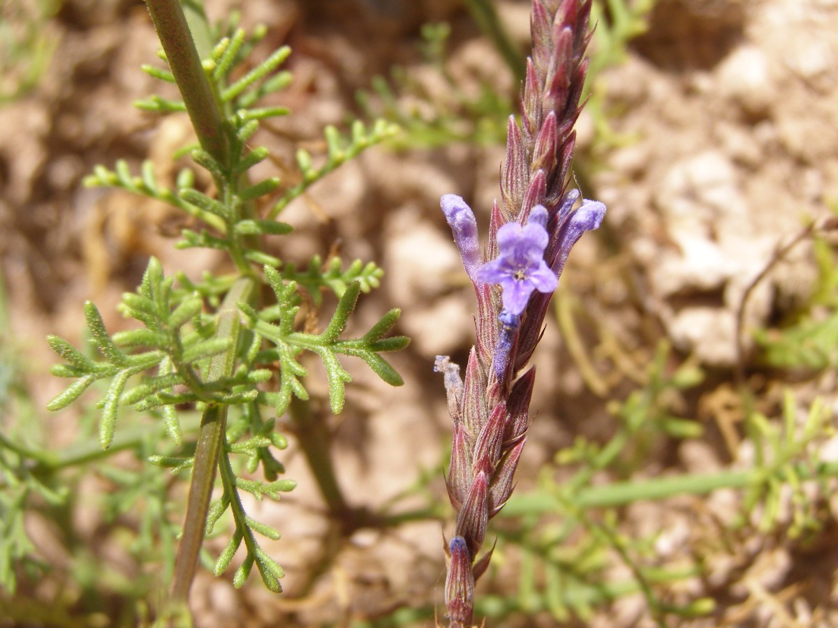 Lavandula coronopifolia (2).JPG
