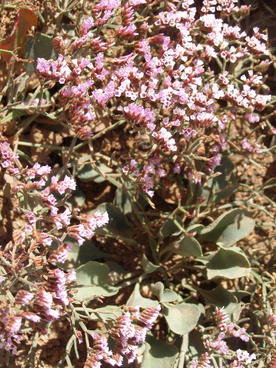 Limonium brunneri.JPG