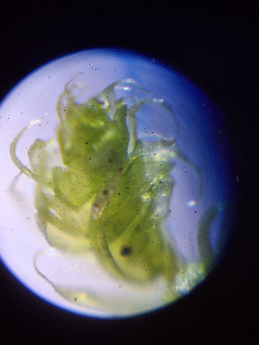3, Epiphytisch