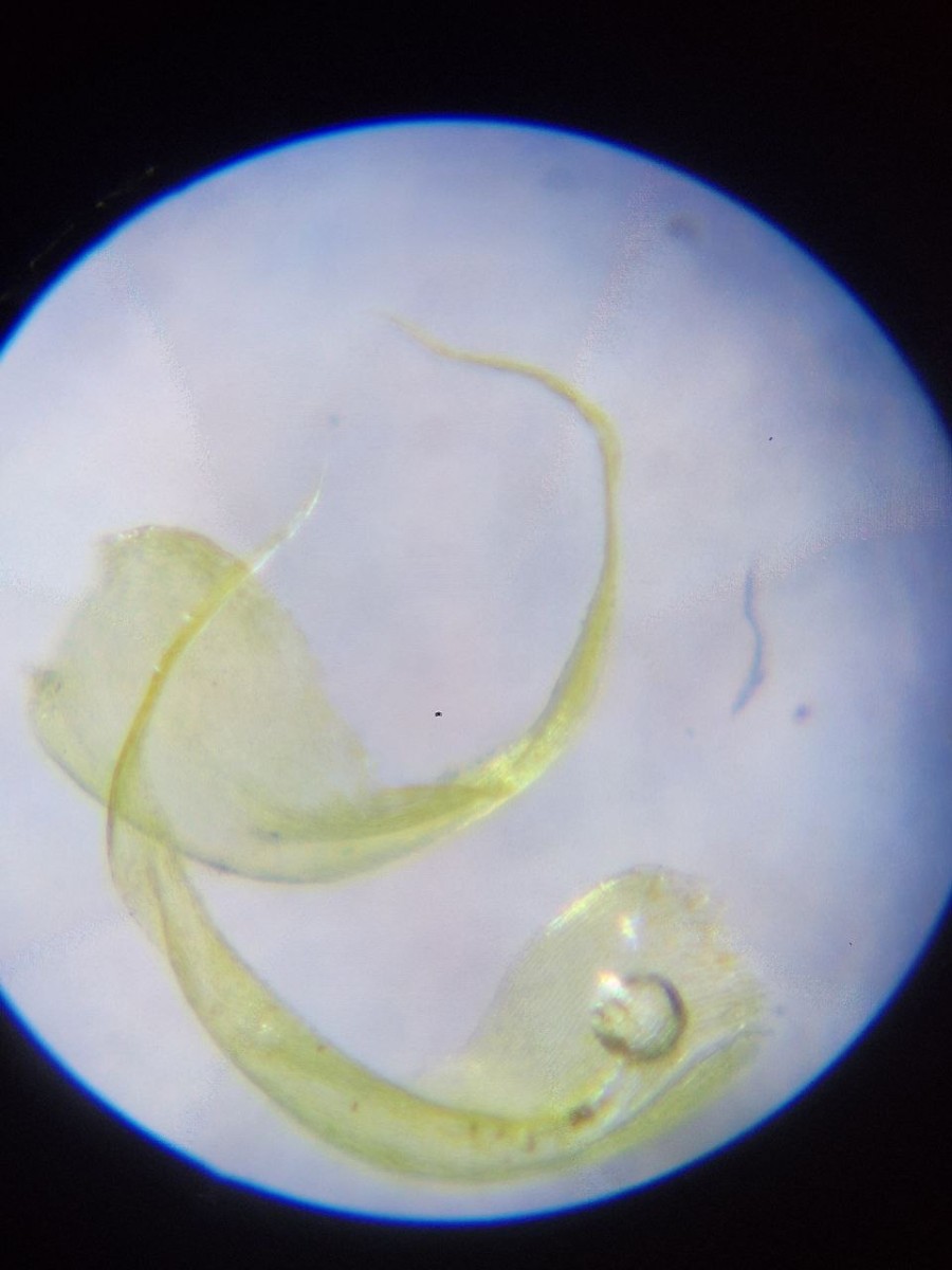 3, Epiphytisch