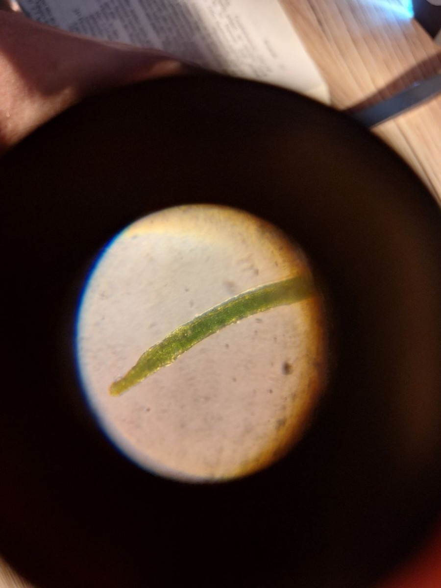 3, Epiphytisch