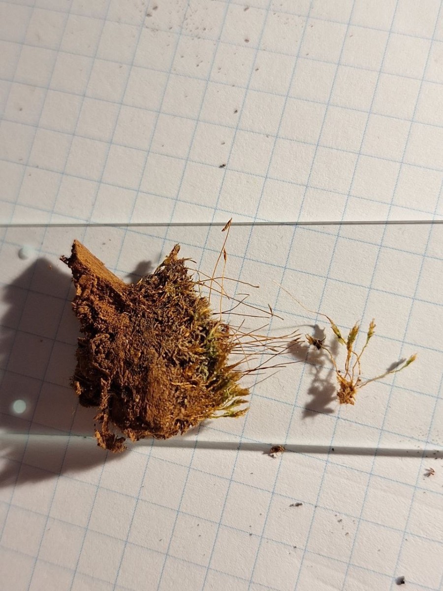 4, Epiphytisch, auf Totholz