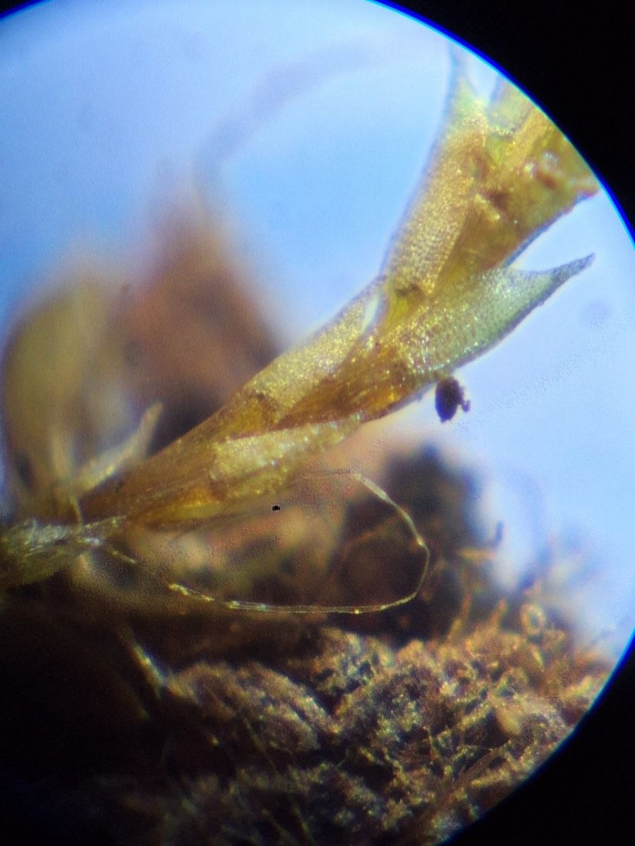 4, Epiphytisch, auf Totholz