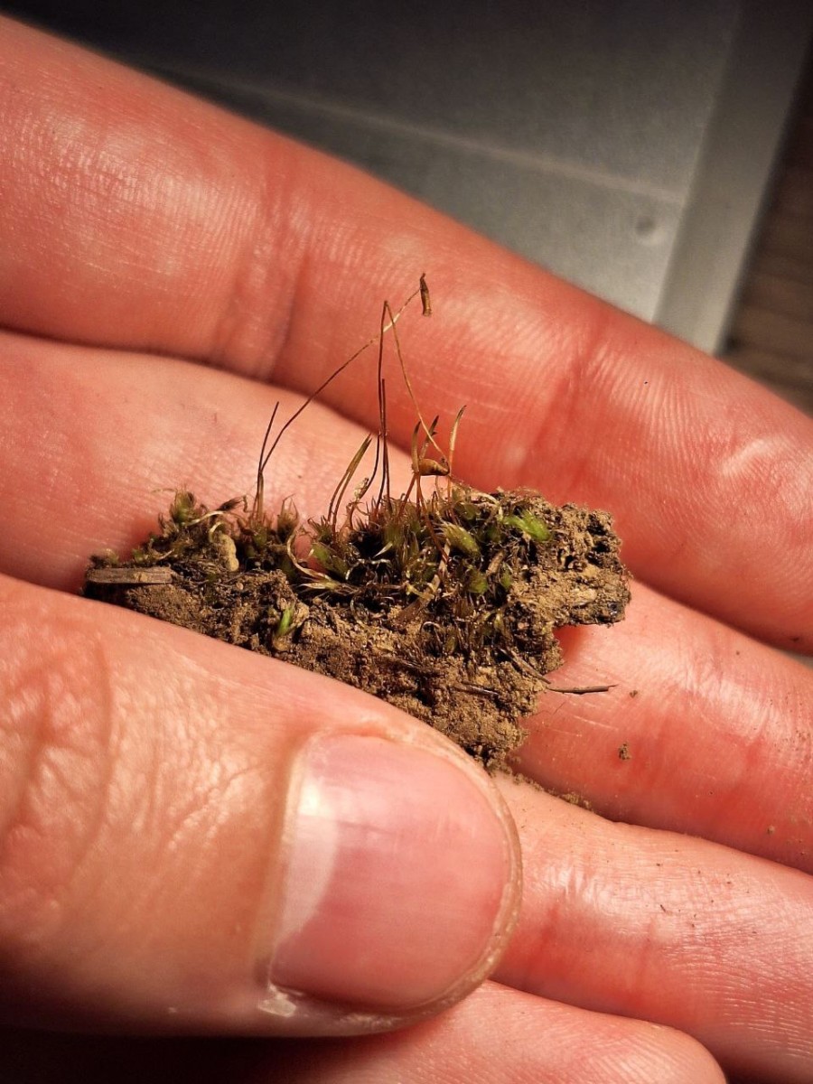 5, Epiphytisch
