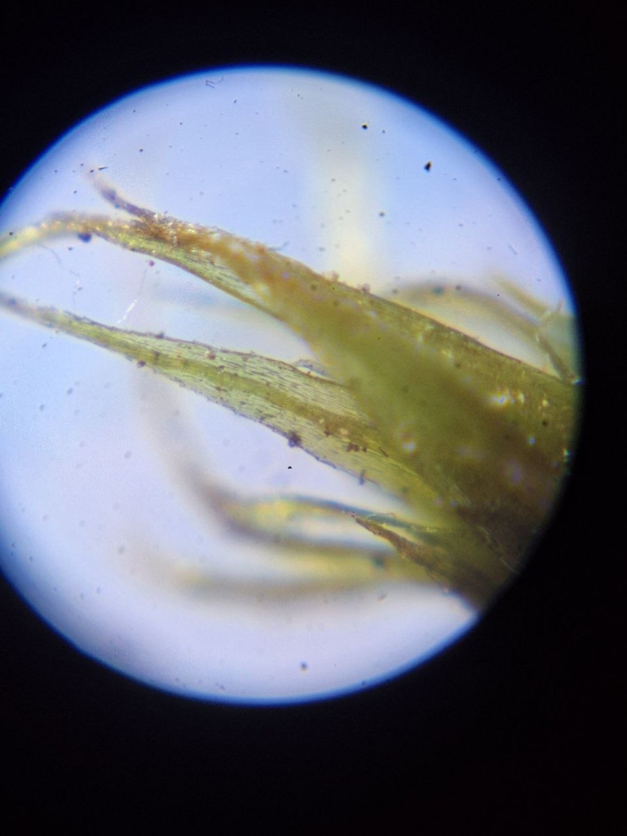 5, Epiphytisch