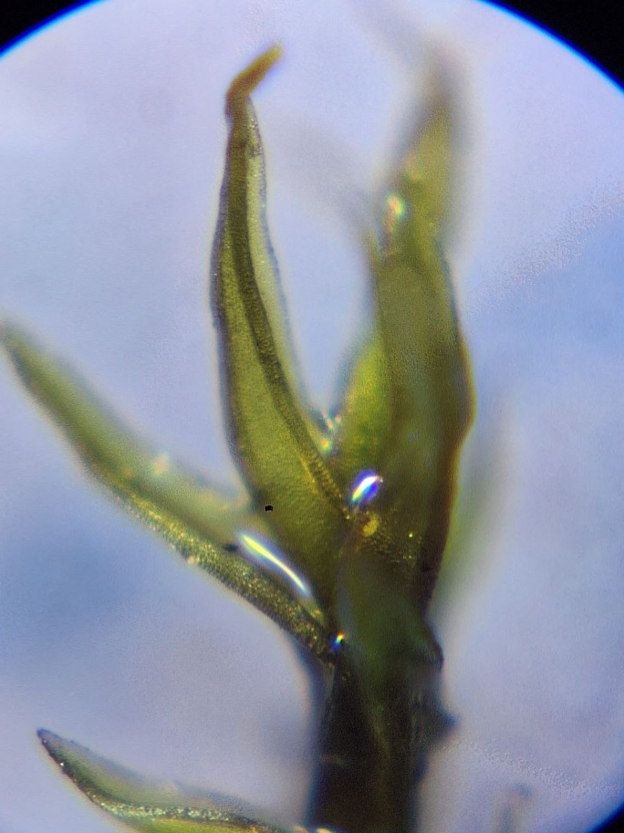 6, Epiphytisch