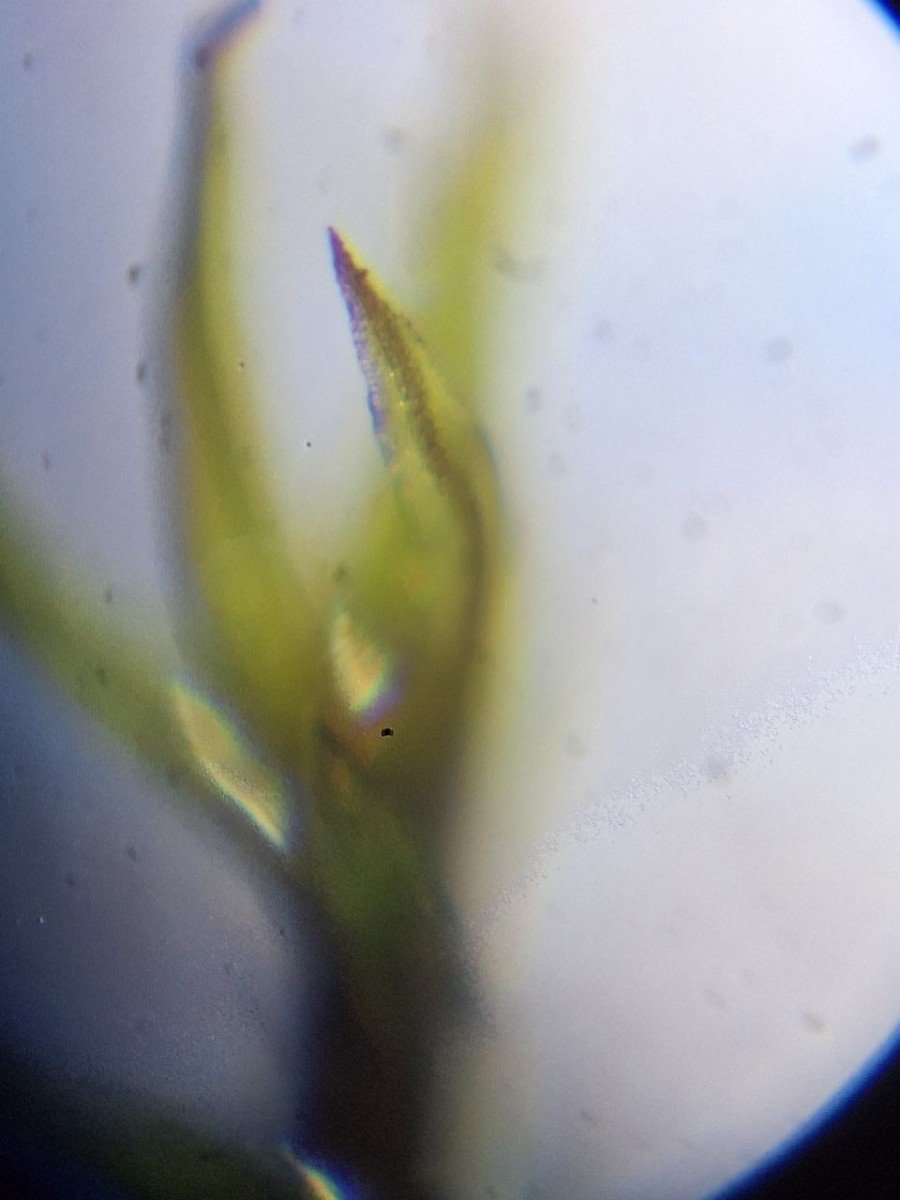 6, Epiphytisch