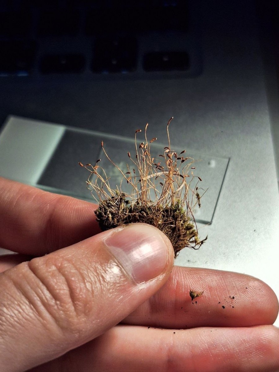 6, Epiphytisch