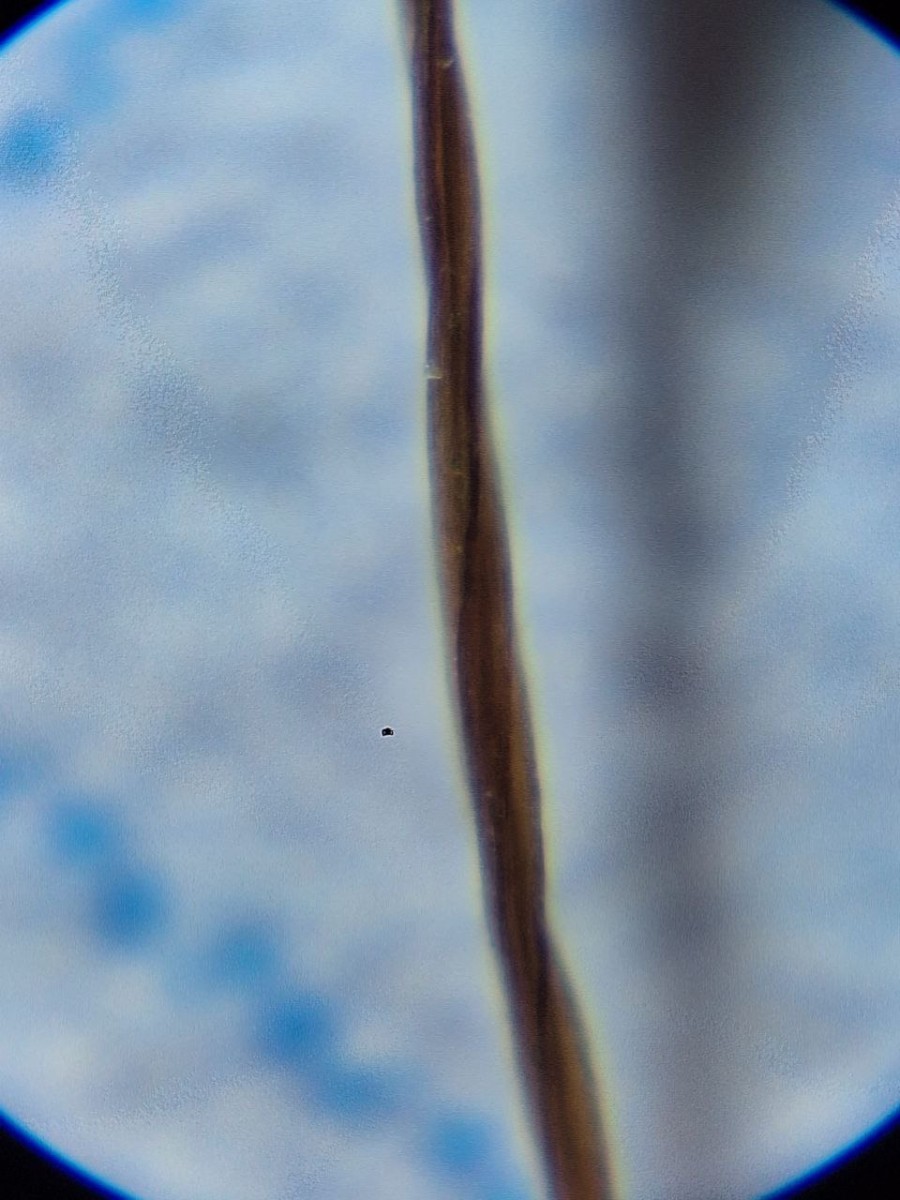 6, Epiphytisch