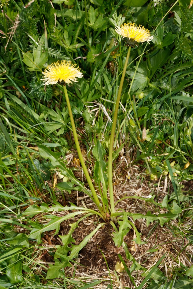 Taraxacum cucullatum beige 25-948 Umbrailpass Nordrampe 2250 m A02.jpg