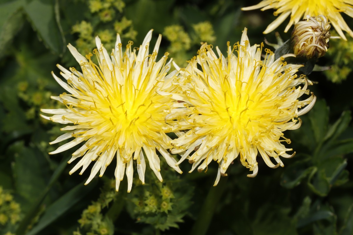 Taraxacum cucullatum beige 25-948 Umbrailpass Nordrampe 2250 m A21.jpg