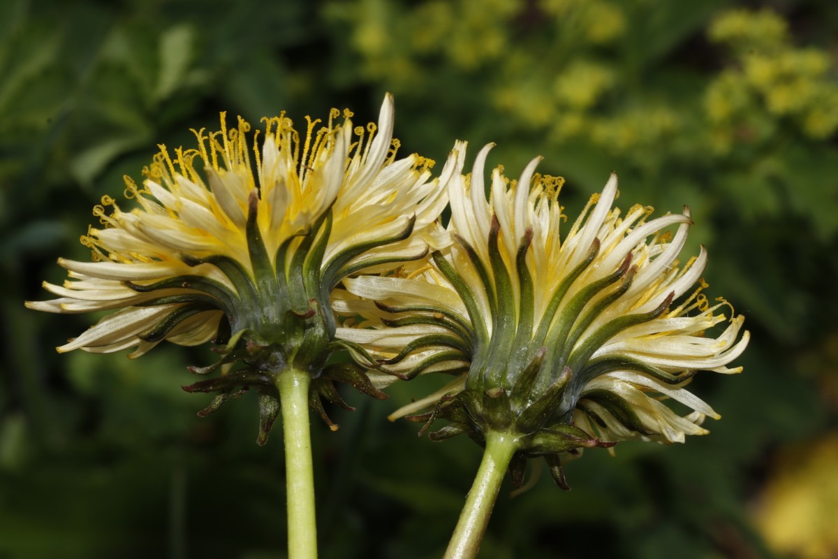 Taraxacum cucullatum beige 25-948 Umbrailpass Nordrampe 2250 m A23.jpg