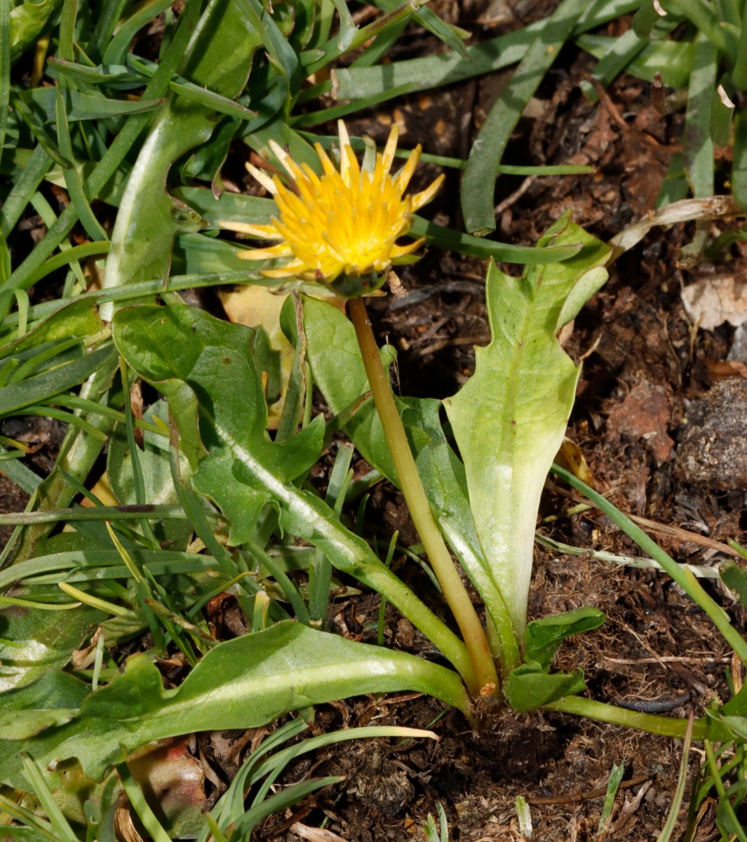 Taraxacum cucullatum 25-1688 ColBonette NE 2650m  A02.jpg