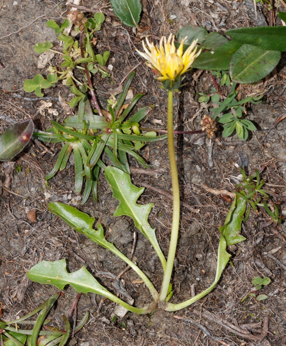 Taraxacum cucullatum 25-1751 Galibier N east of Pré Gelé 2480 m A03.jpg