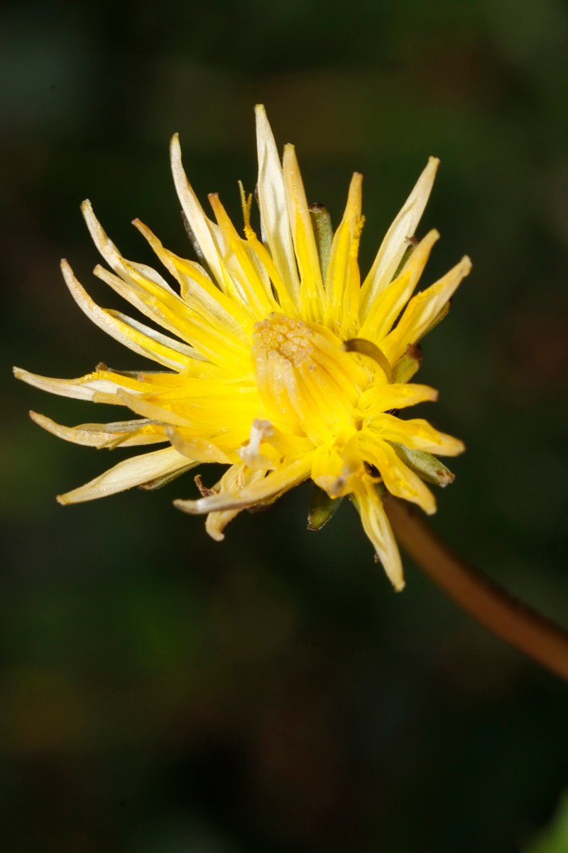 Taraxacum cucullatum 25-1751 Galibier N east of Pré Gelé 2480 m A08.jpg