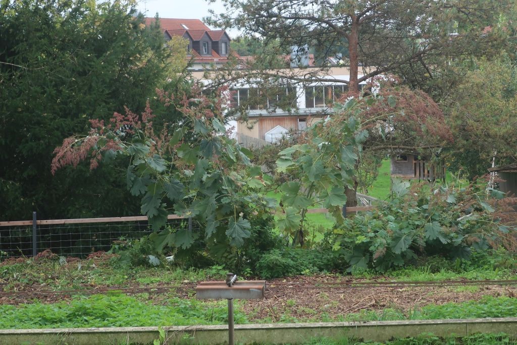 Macleaya 1_Egling_2025-09-26.jpg