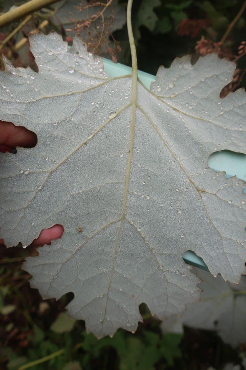 Macleaya 3_Egling_2025-09-26.jpg