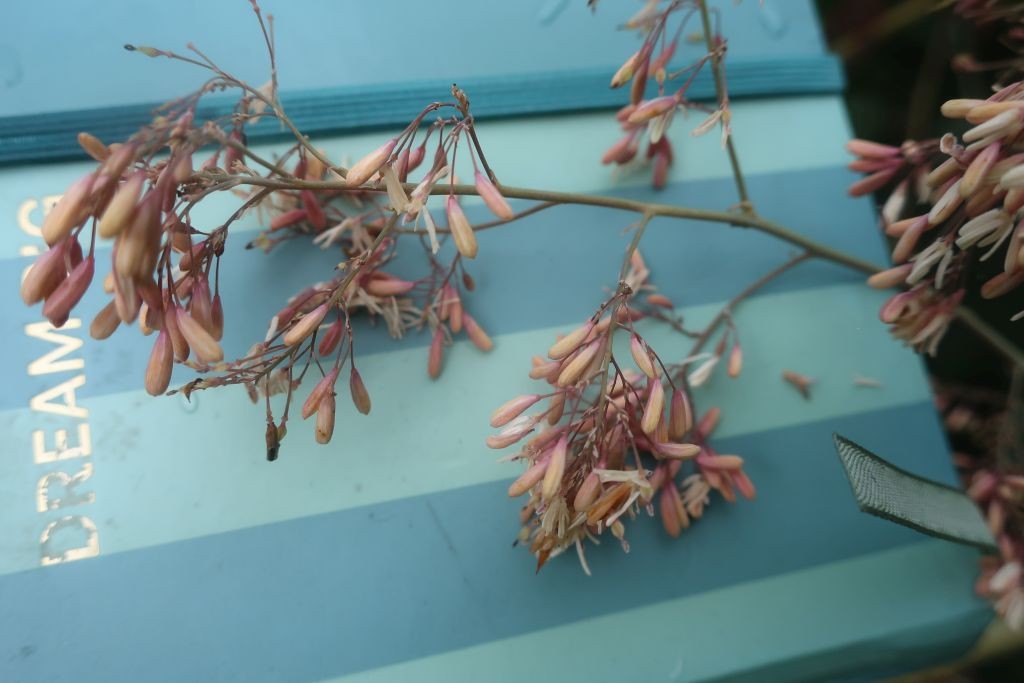 Macleaya 6_Egling_2025-09-26.jpg