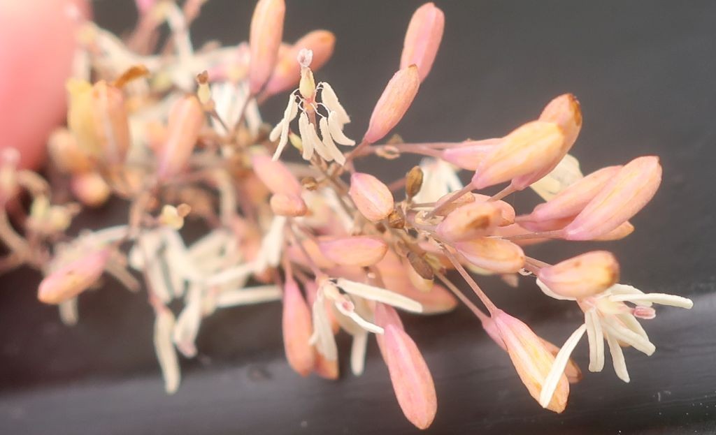 Macleaya 7_Egling_2025-09-26.jpg