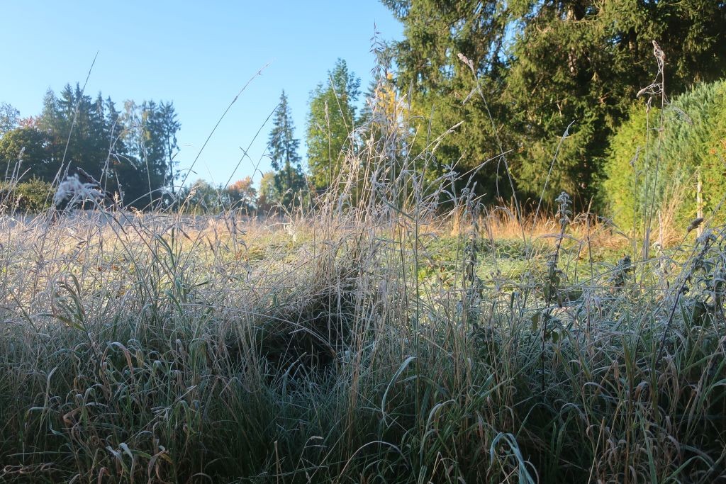 Der Morgen wenig verheißungsvoll: Frost und erster Raureif.