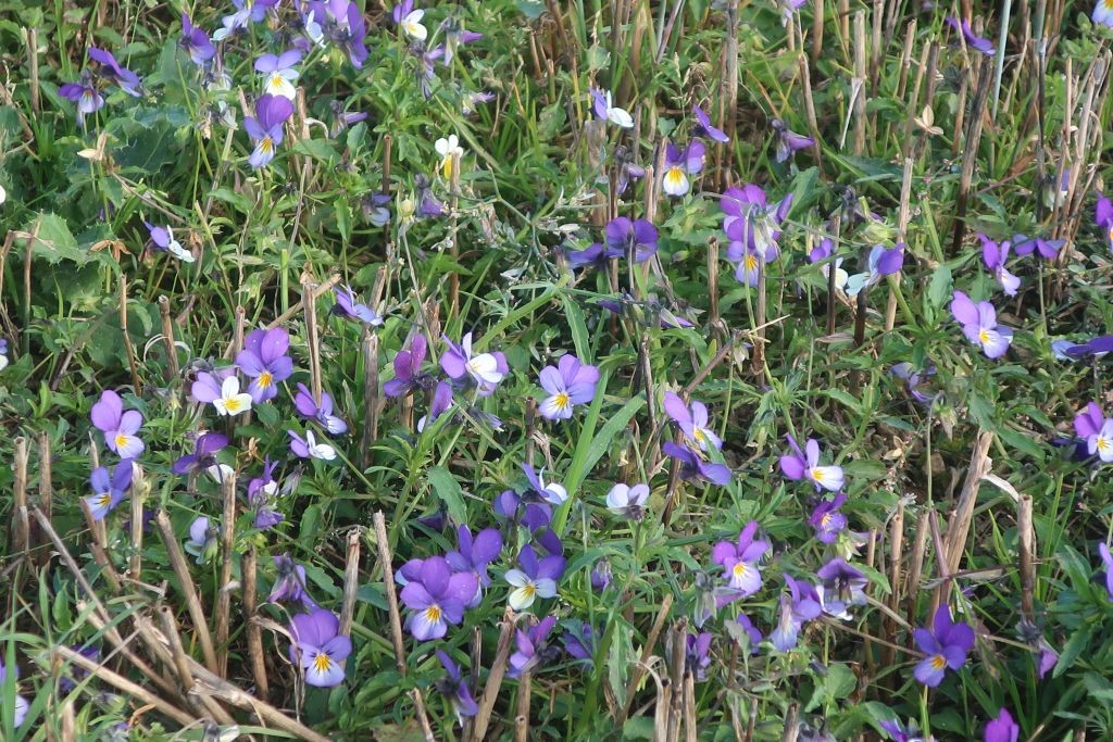Viola tricolor ssp tricolor 2_Bad Steben_2025-10-03.jpg