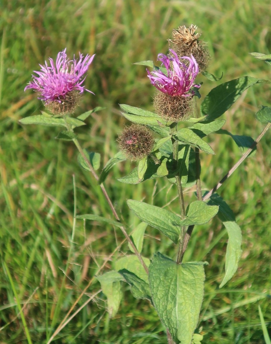 Die Perücken-Flockenblume überragte alle anderen Wiesenblumen und war nicht zu übersehen, auch sie noch reichlich vorhanden.