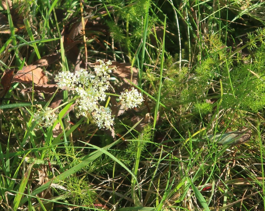 Ansonsten rochen die Wiesen nach wie vor nach Bärwurz, es gab auch noch letzte Blüten.