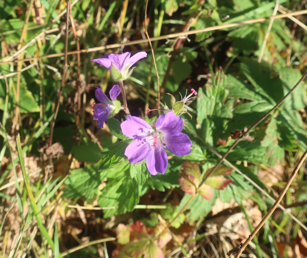 Eine weitere noch häufige Blume der Wiesen: der Wald-Storchschnabel, den man dringend umbenennen müsste.