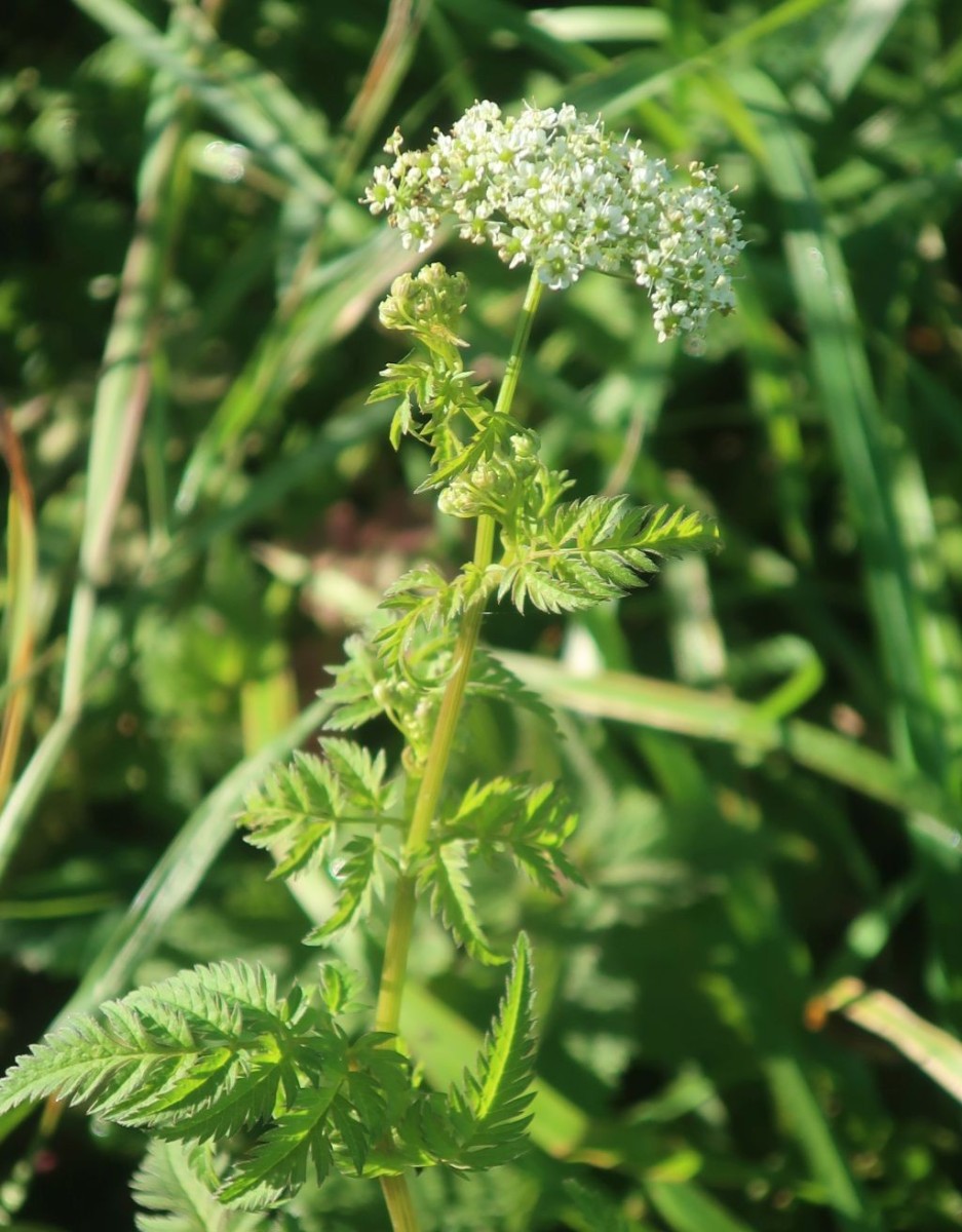 Der Kälberkropf ist eigentlich schon lange durch, hier gab es noch eine letzte Blüte.
