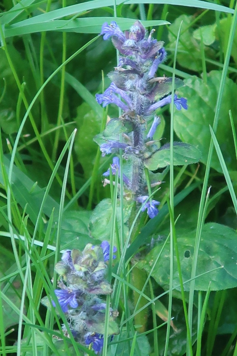 Sehr abwechslungsreich auch die Wald-Etappen der Tour. Hier die zweite Blüte des Günsels.