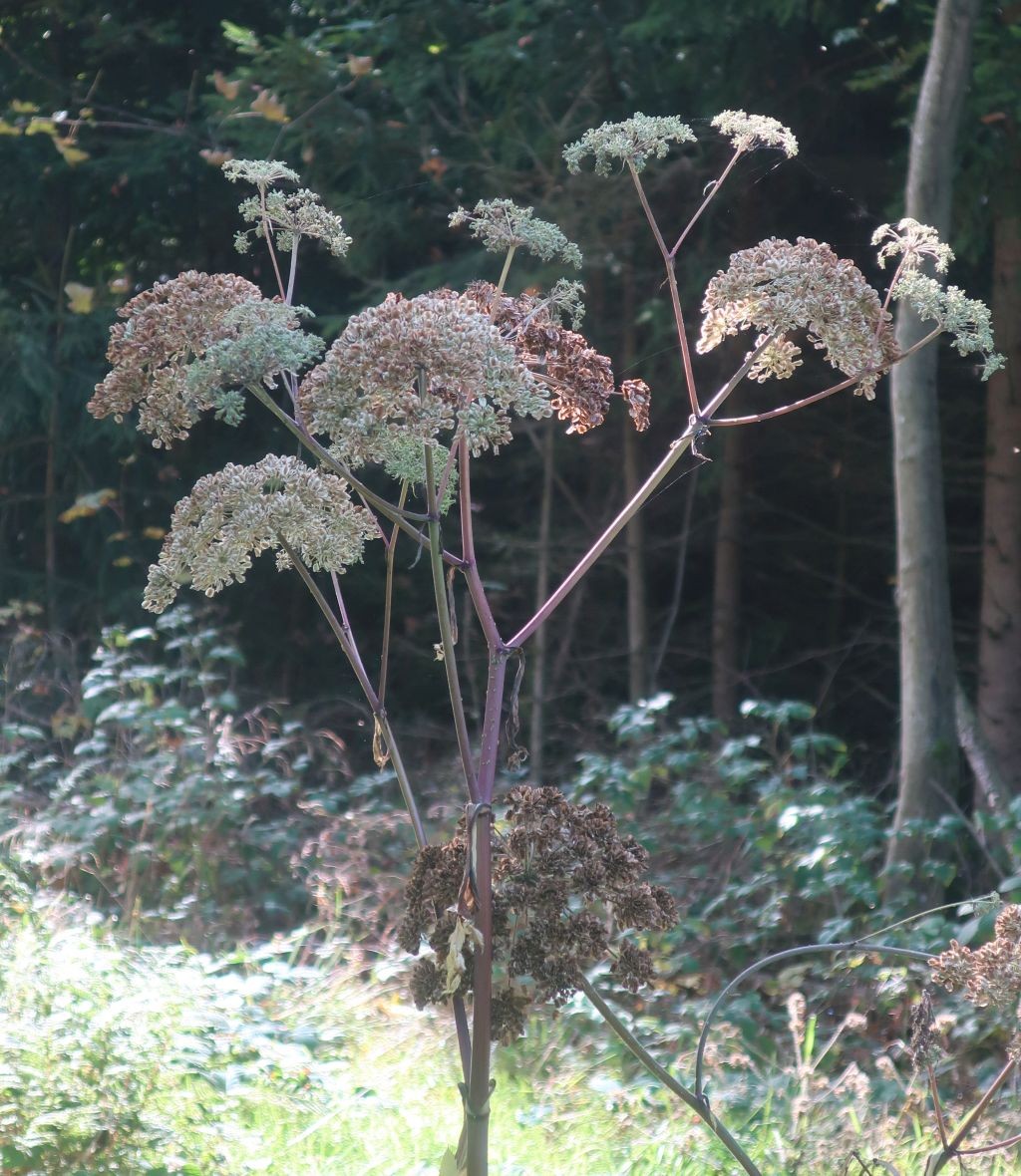 Der prächtigste Doldenblütler der Wälder