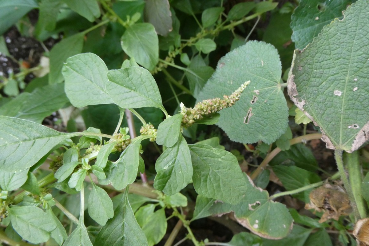 Amaranthus emarginatus ssp. pseudogracilis Ausgerandeter Fuchsschwanz Berlin 1.JPG