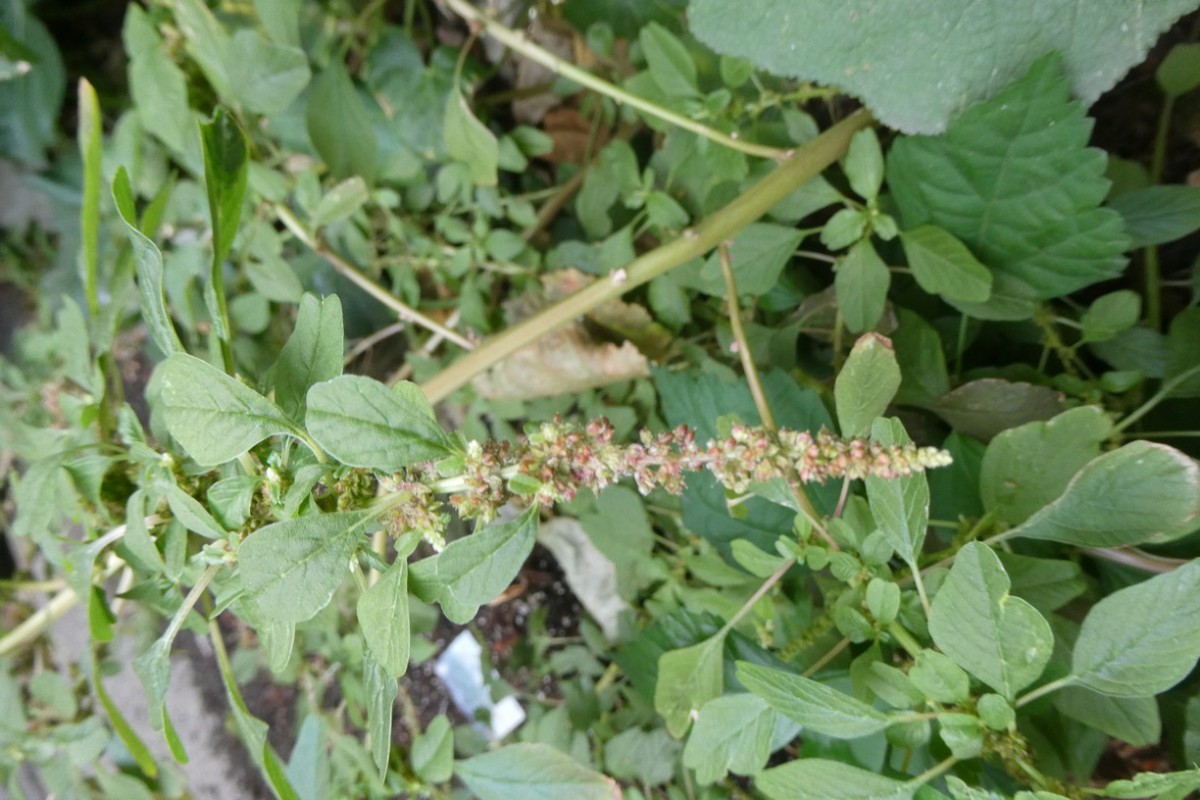 Amaranthus emarginatus ssp. pseudogracilis Ausgerandeter Fuchsschwanz Berlin 2.JPG