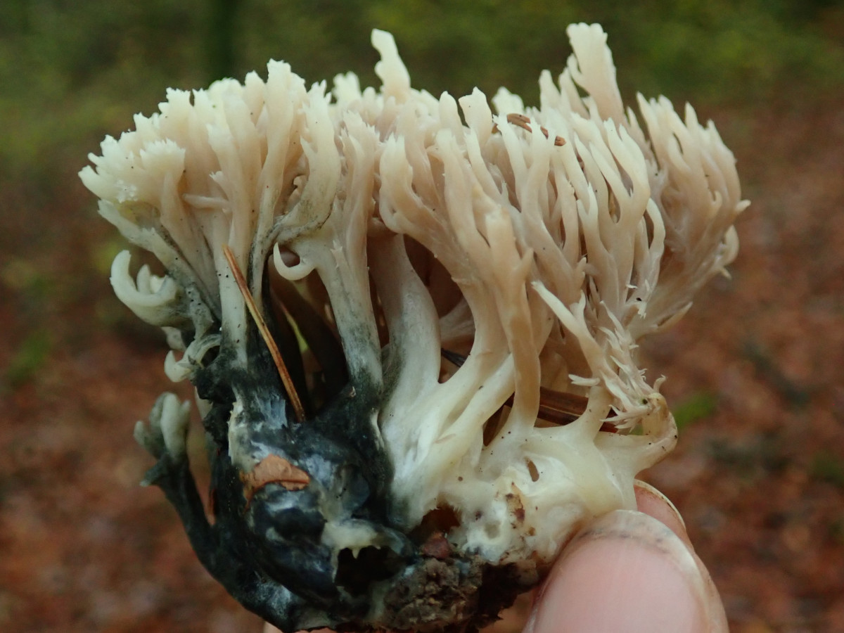 Clavulina coralloides mit Befall von Helminthosphaeria clavariarum_Oktober 2022.jpg