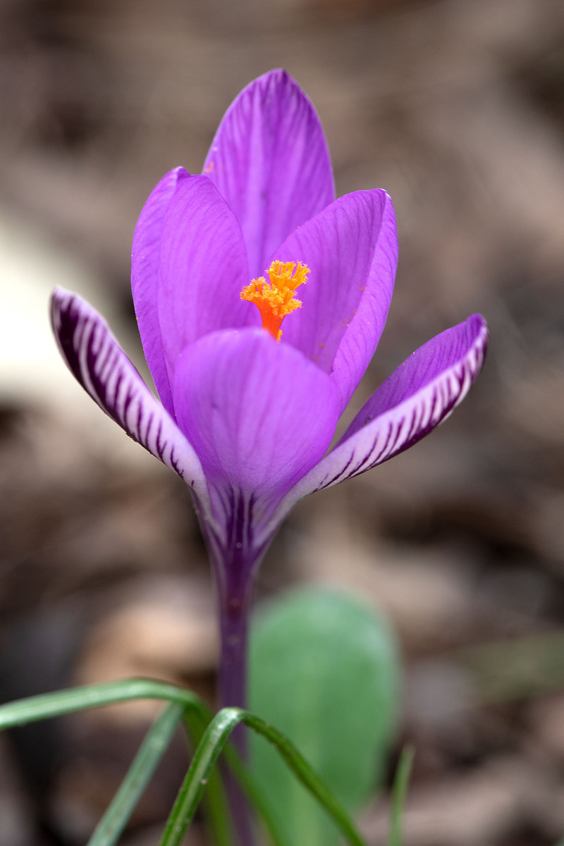 11_Crocus corsicus_9808.jpg