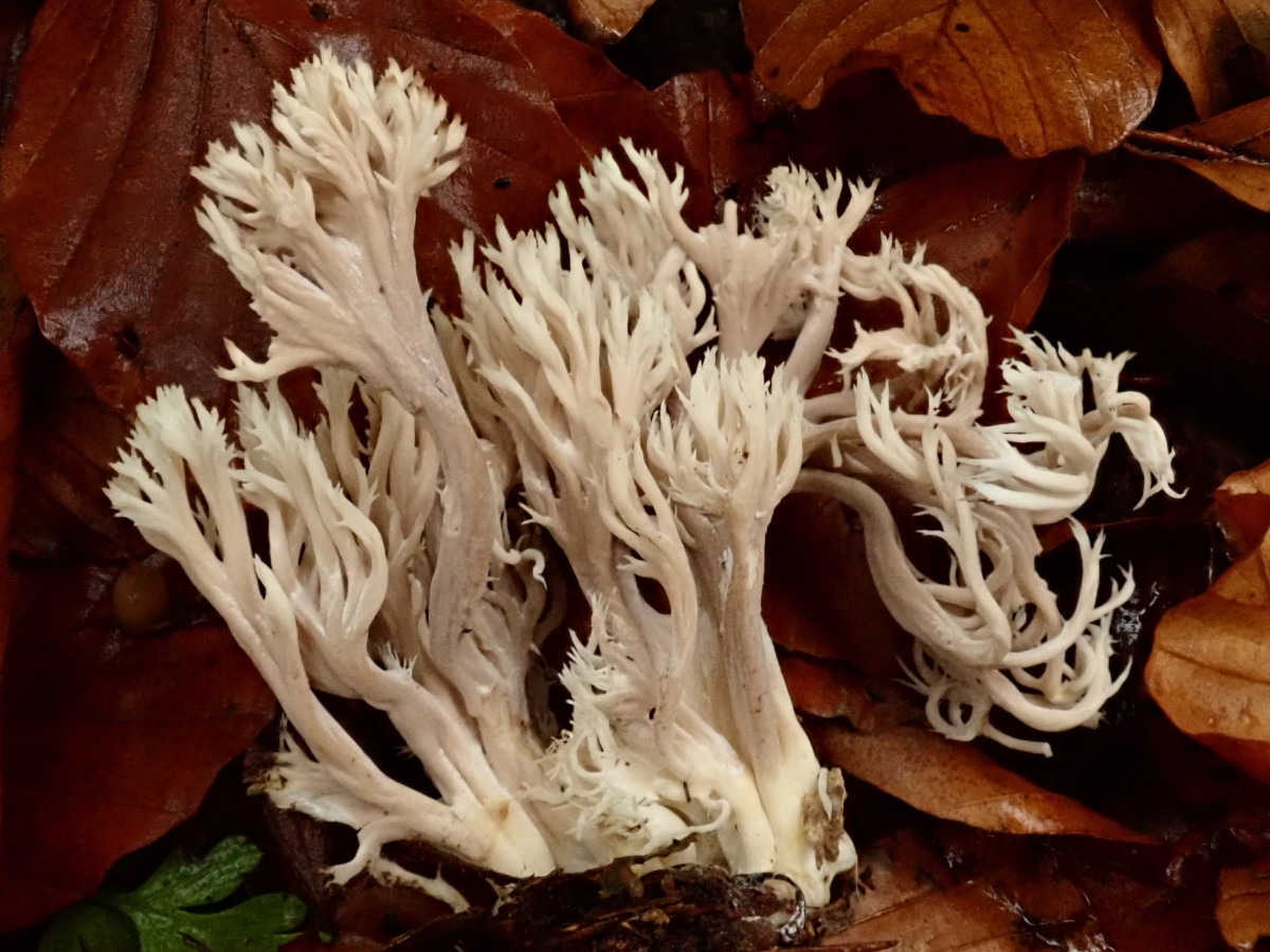 Clavulina coralloides-a_November 2024.jpg