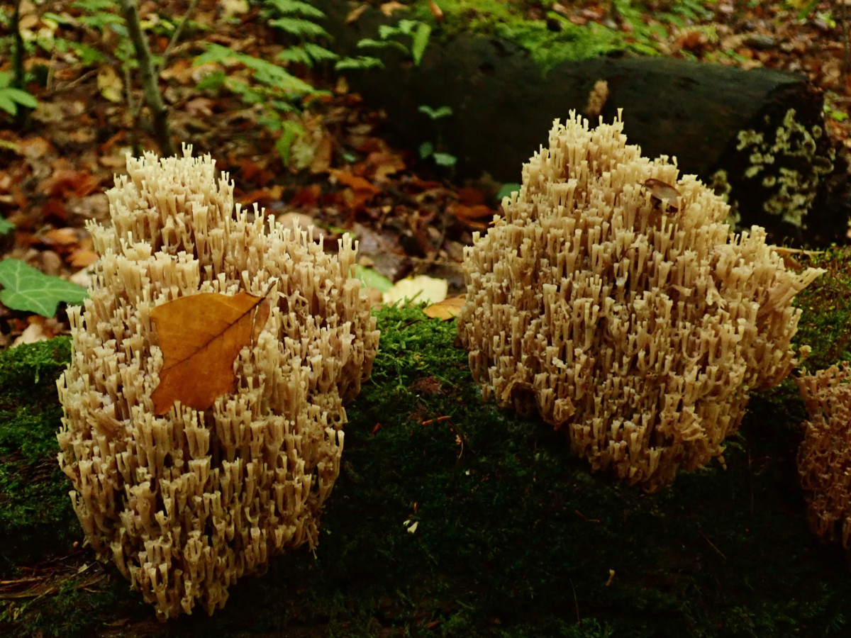 Artomyces pyxidatus-f_Oktober 2020.jpg