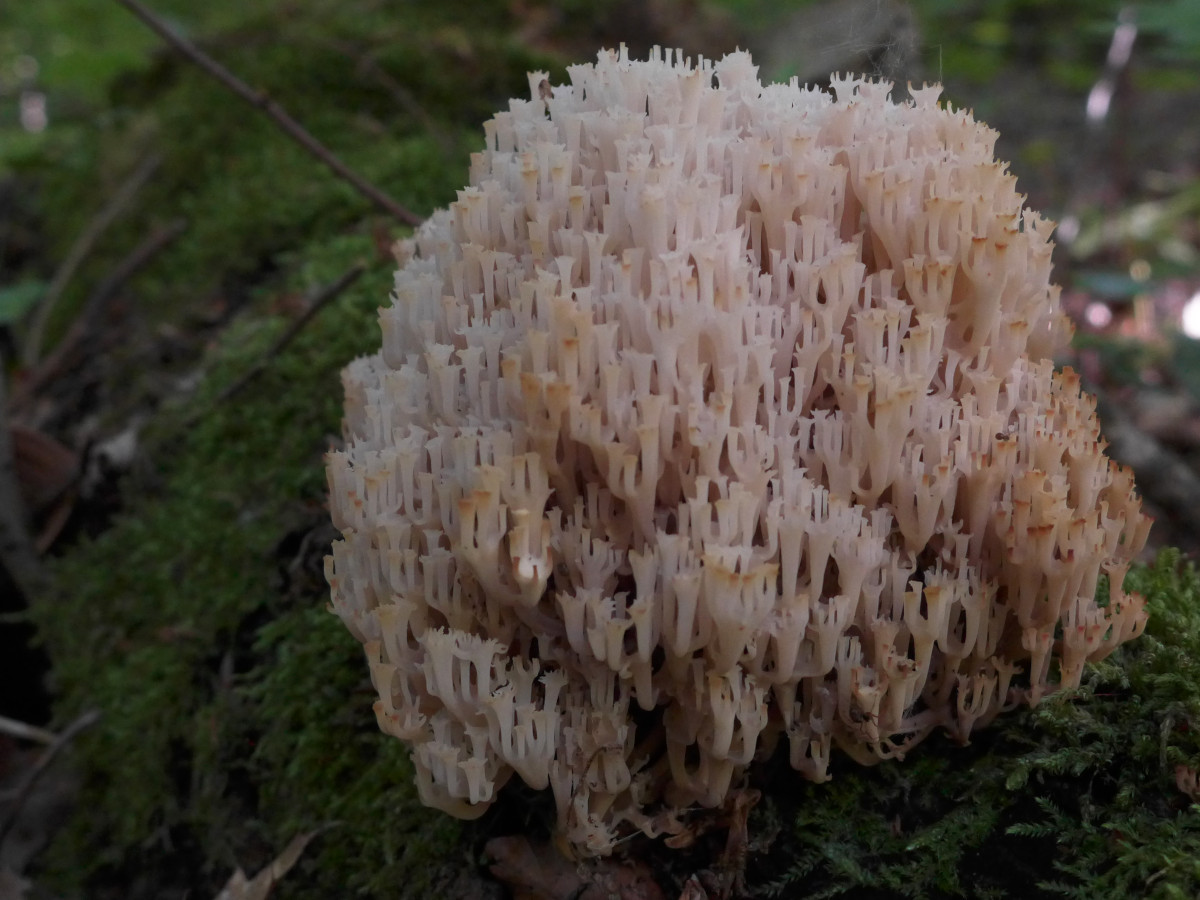 Artomyces pyxidatus-e_Mai 2019.jpg