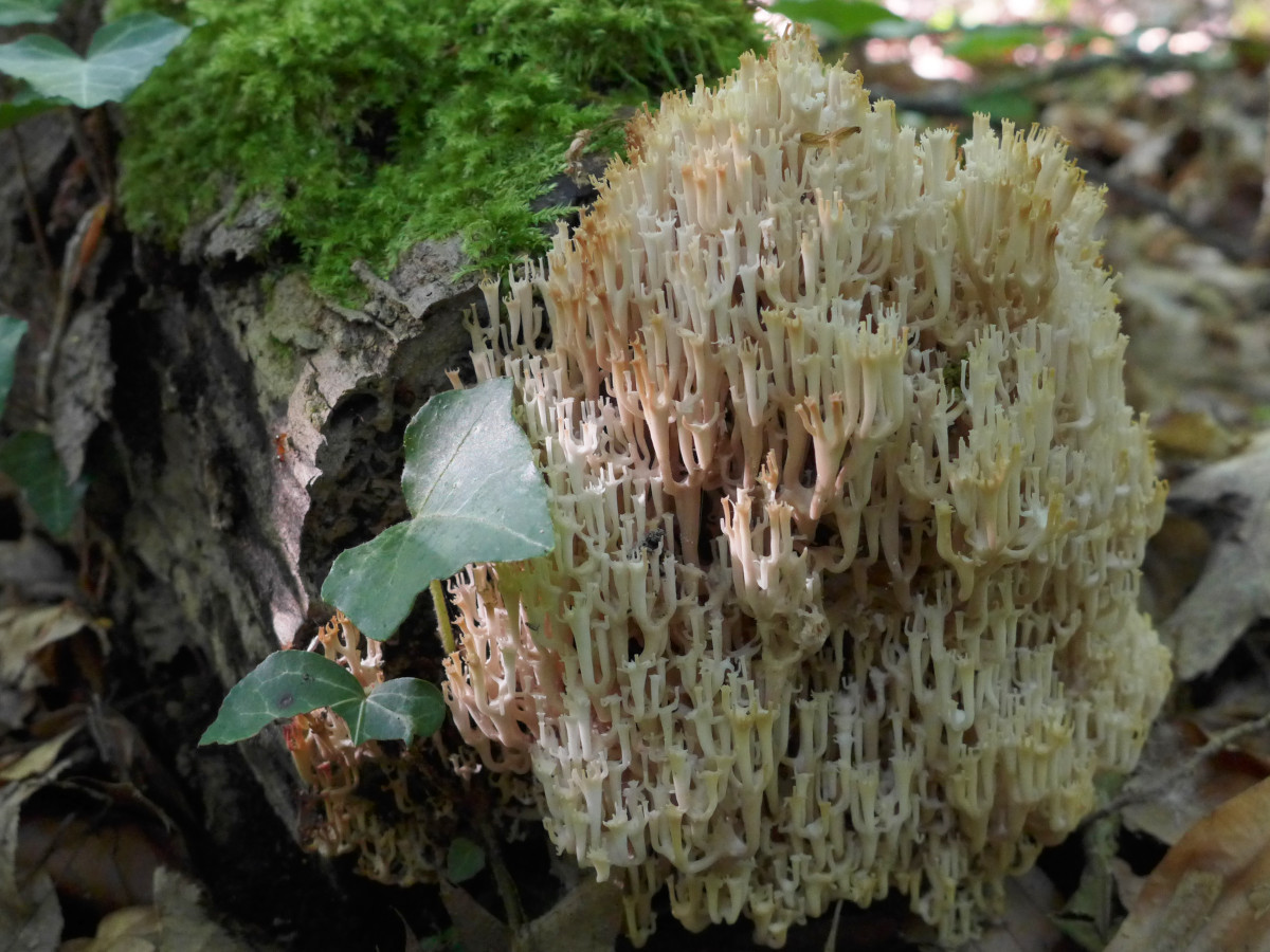 Artomyces pyxidatus-d_Mai 2019.jpg