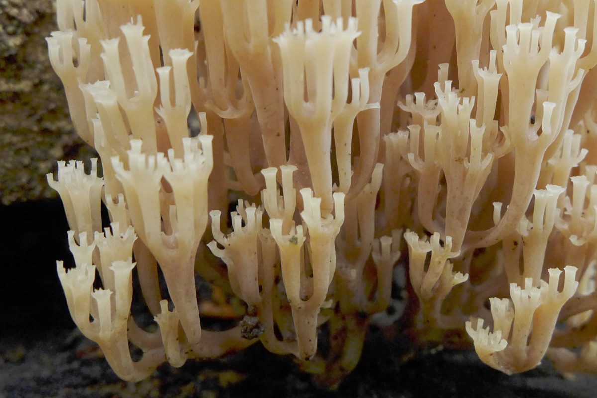 Artomyces pyxidatus-c_Oktober 2017.jpg